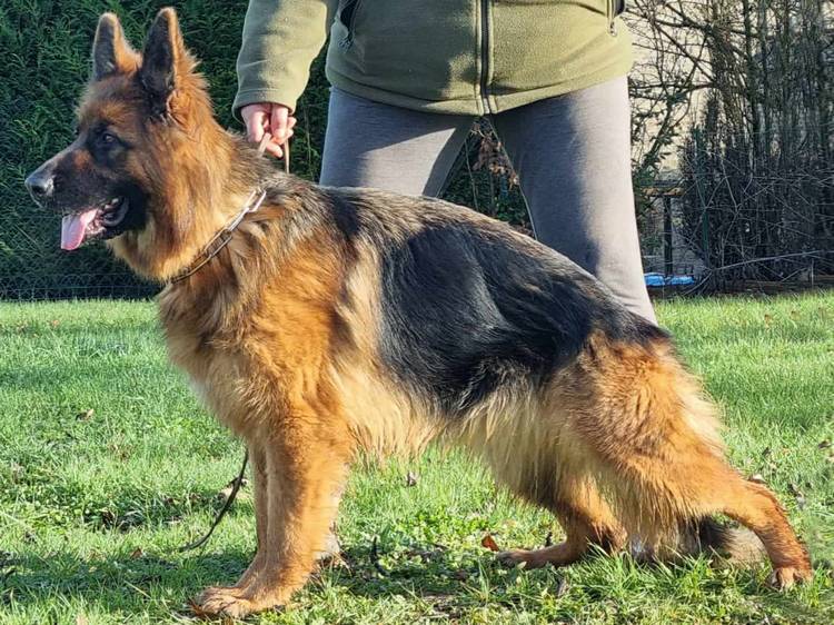 Dresseur des chiens professionnel — تدريب الكلاب · الدار البيضاء